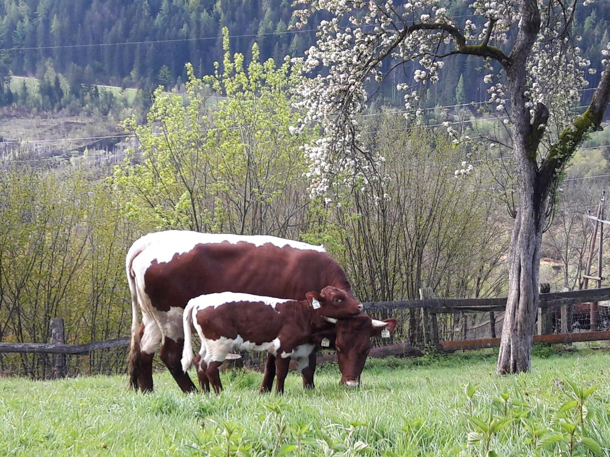 Ferienhaus Lechnerhof سخلادميخ المظهر الخارجي الصورة